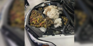 松鼠在汽车引擎盖上筑家