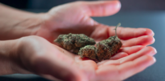 联邦政府宣布审查大麻法案