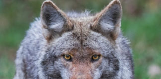 士嘉堡土狼袭击人类 警方呼吁出行谨慎