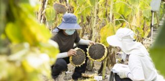 《酒泉·一瞬间》:肃州利用地域特点发展农作物制种区