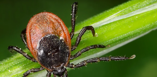 加拿大的莱姆病正在增加