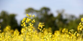 中加贸易再起波澜 油菜籽出口受重挫