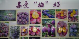 伽师新故事:从清泉入户到产业兴旺