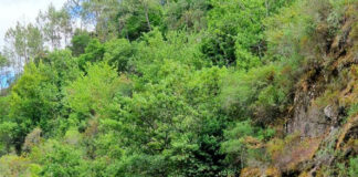 屡获殊荣的加拿大电影制作人 在欧洲推出“反居住”计划